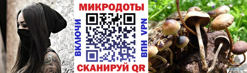 Псилоцибиновые грибы мицелий Рубцовск
